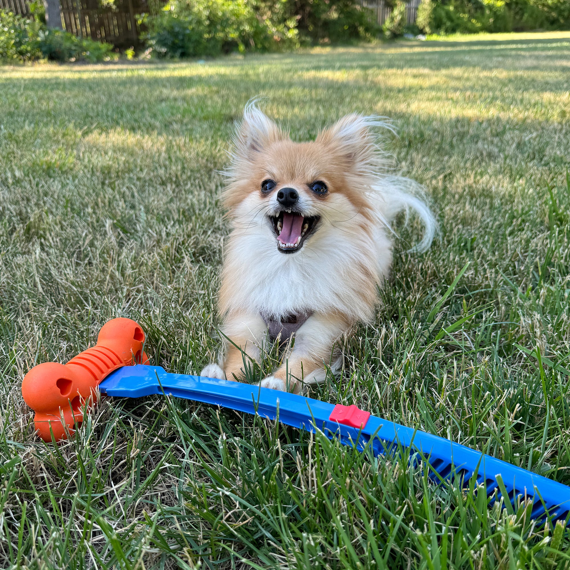 Best Dog Toys - Premium Quality Dog Toys - FitDog Toys